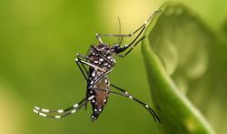 Vidéo - Les moustiques porteurs de maladies